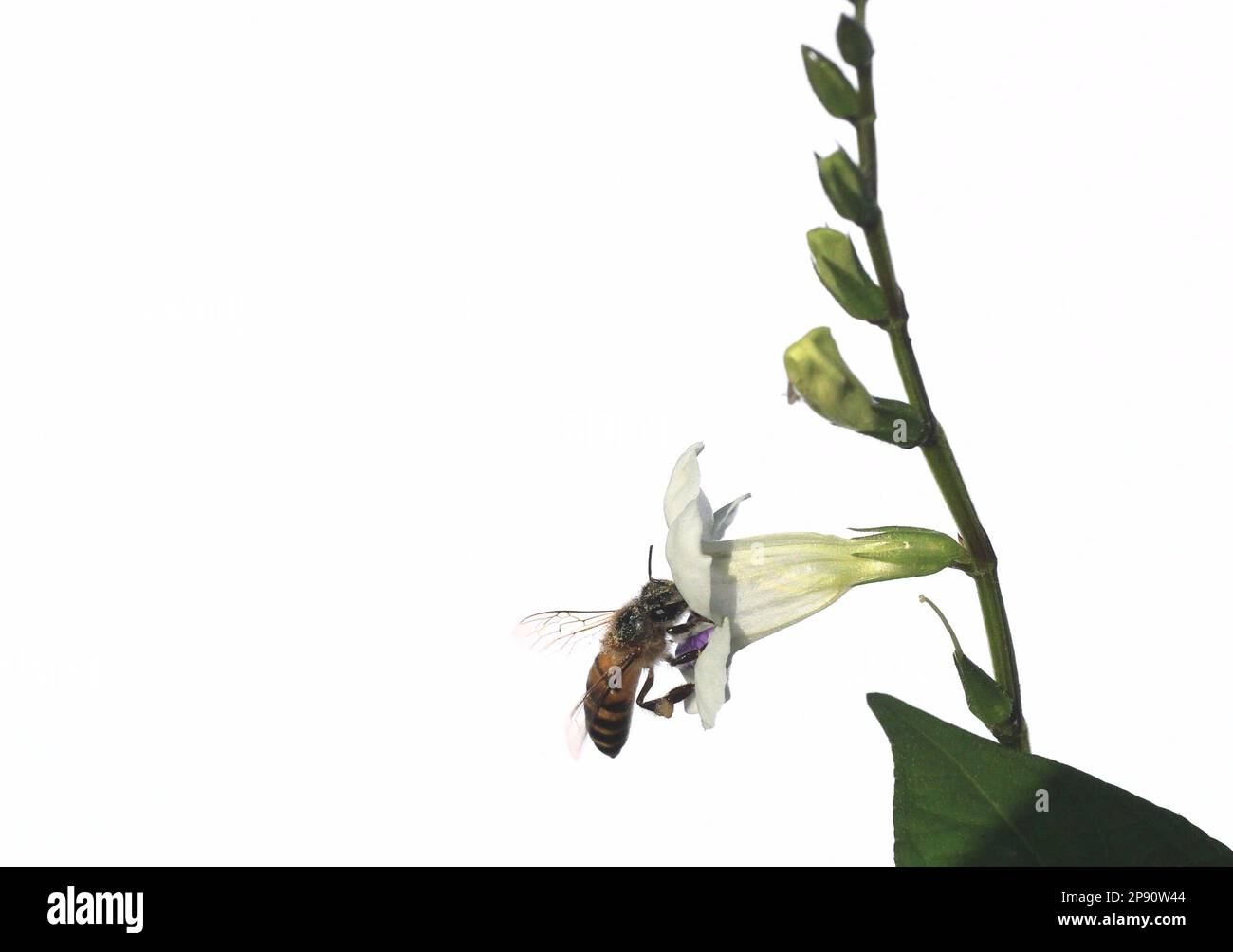Abeille recherchant le nectar sur le violet chinois blanc ou coromandel ou le renfgant rampant ( Asystasia gangetica ) floraison dans le champ isolé sur blanc Banque D'Images Abeille recherchant le nectar sur le violet chinois blanc ou coromandel ou le renfgant rampant ( Asystasia gangetica ) floraison dans le champ isolé sur blanc Banque D'Images