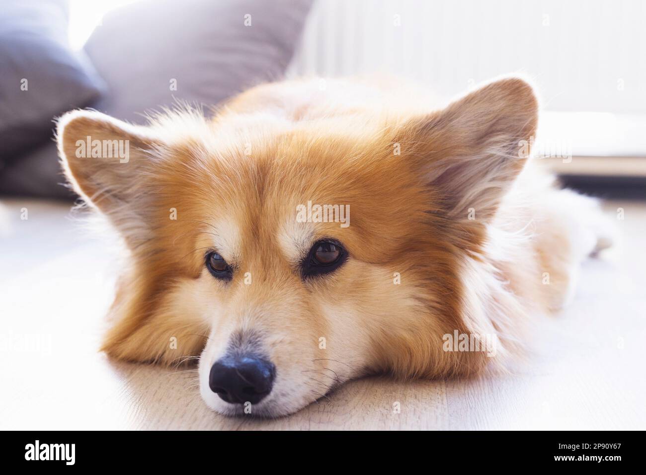 magnifique portrait de chien corgi posé pour l'appareil photo Banque D'Images