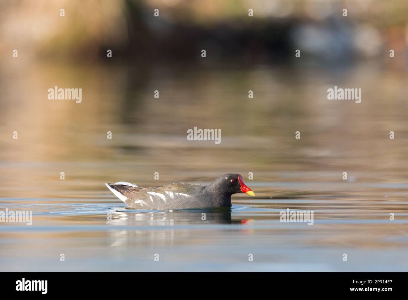 un moorhen naturel (chlorpus de gallinula) nageant à la lumière du matin Banque D'Images