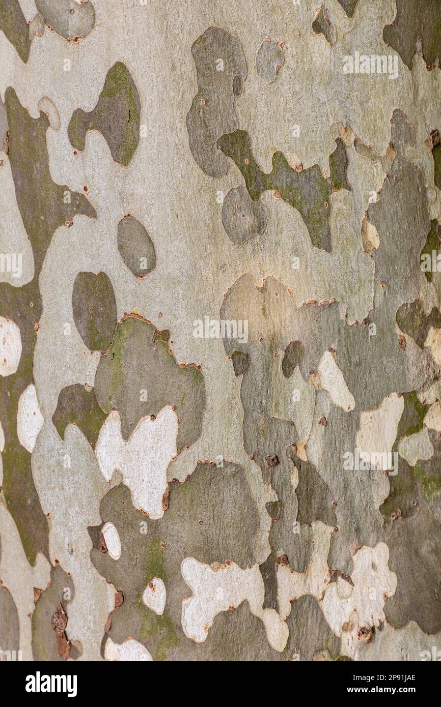 gros plan du motif de l'écorce de l'arbre de plan Banque D'Images