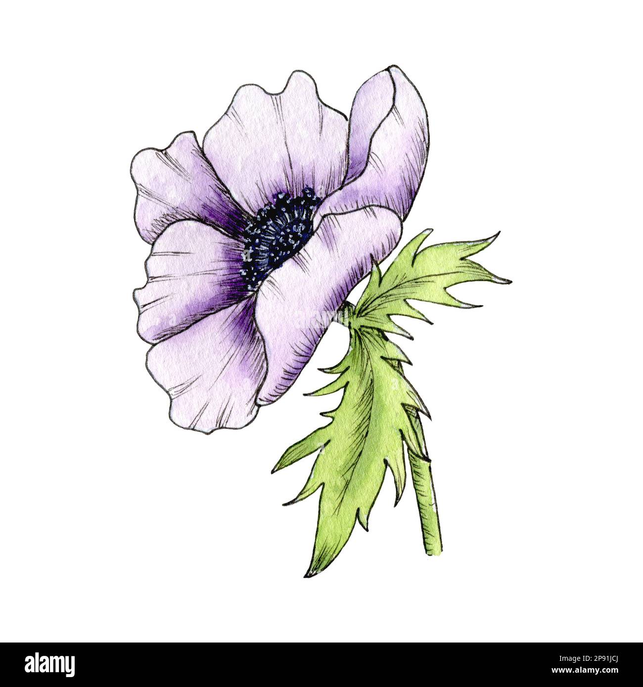 Aquarelle Fleur Anemone, coquelicot, pivoine. Illustration d'anémone dessinée à la main isolée sur fond blanc. Anémone violet. Banque D'Images