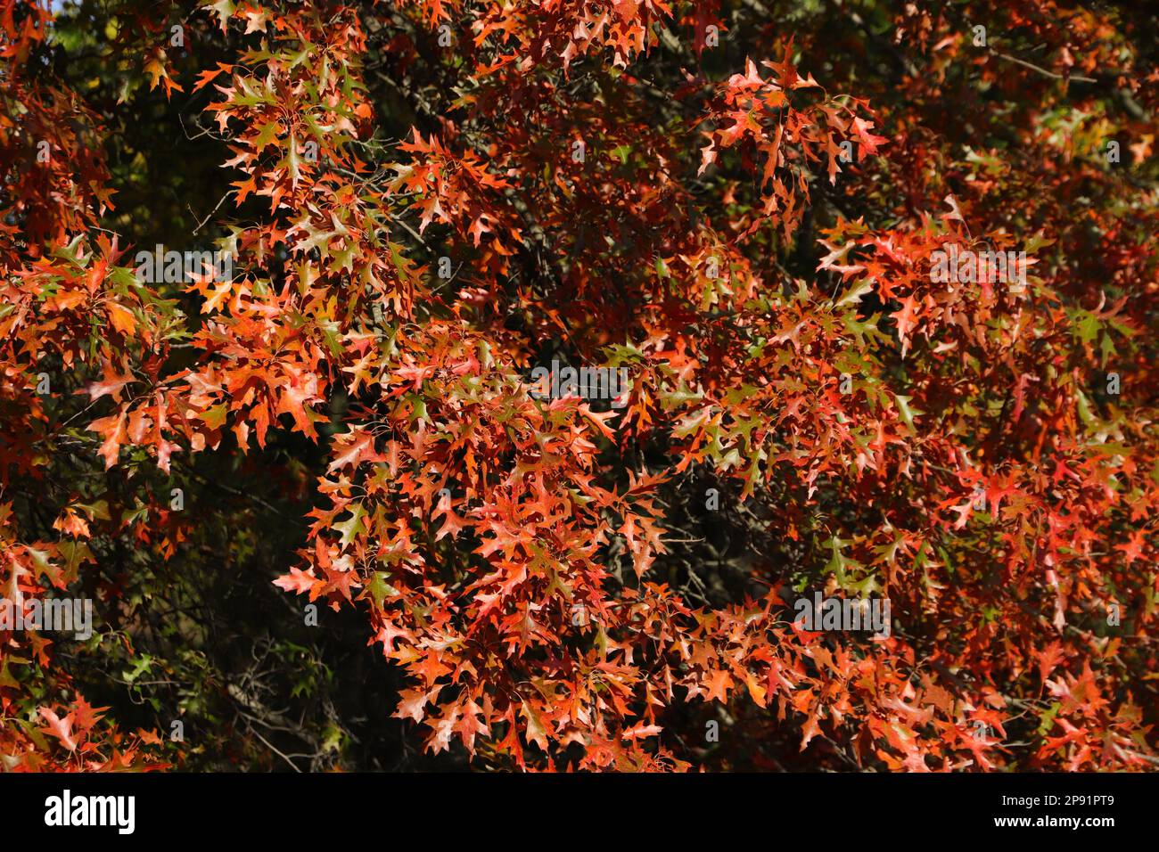 Marais de chêne en automne avec des feuilles d'orange Banque D'Images