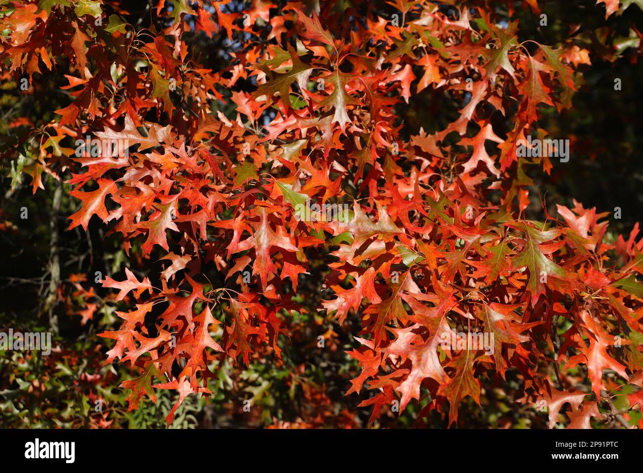 Marais de chêne en automne avec des feuilles d'orange Banque D'Images