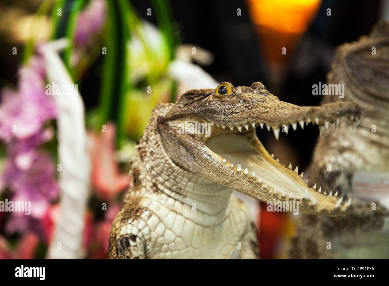 Petit mignon crocodile rire avec la bouche ouverte avec beaucoup de dents. Attaque dangereux prédateurs reptiles Banque D'Images