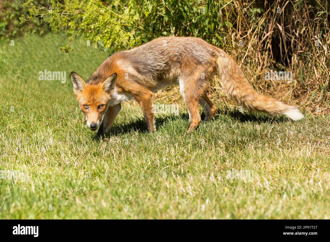 Renard rouge (Vulpes vulpes) marchant sur l'herbe Banque D'Images