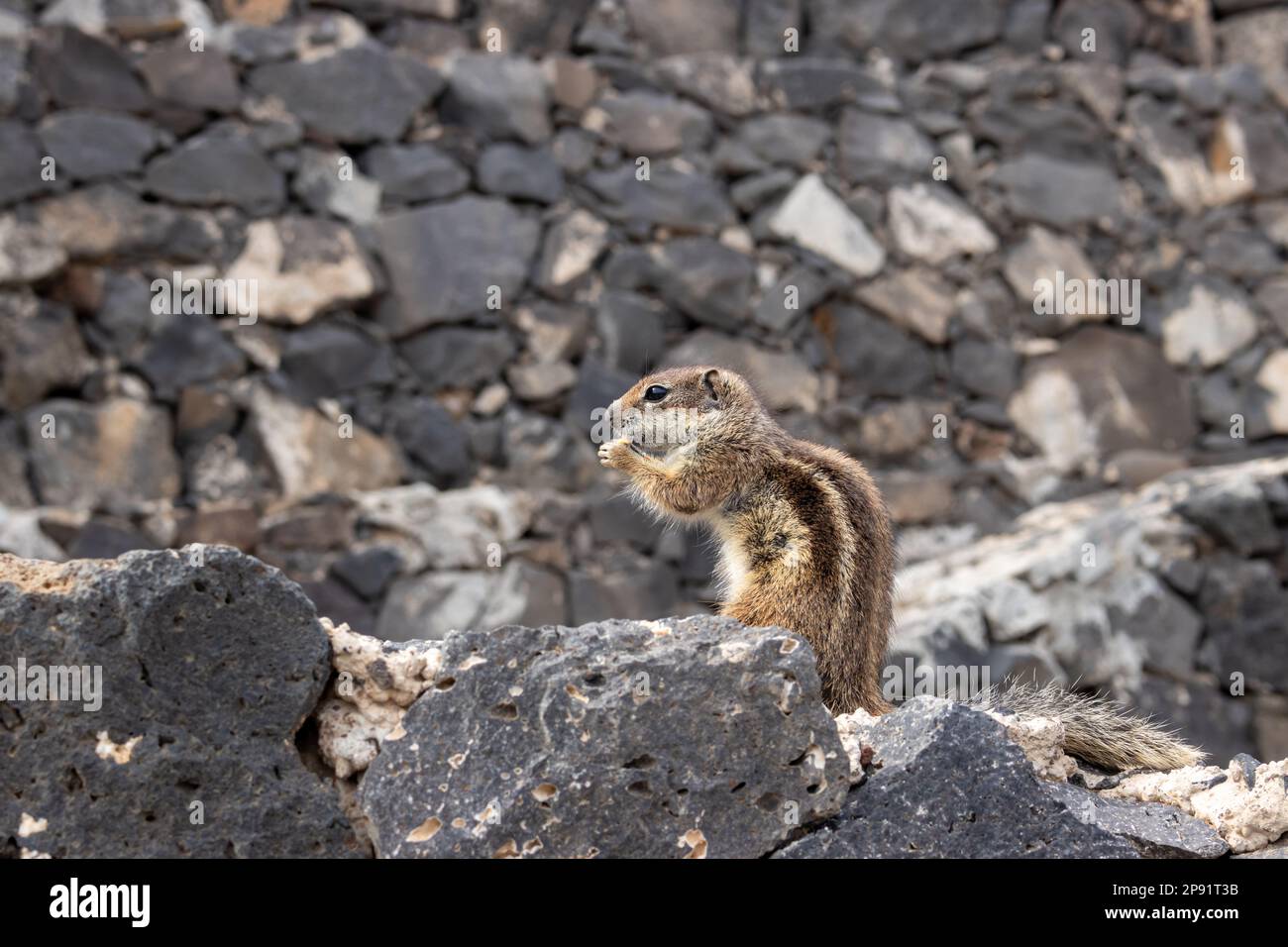 Chipmunk avec une arachide, une des plus grandes colonies de l'île. Apparaissant près des murs de pierre, où ils ont leurs nids et un endroit pour se cacher. Banque D'Images