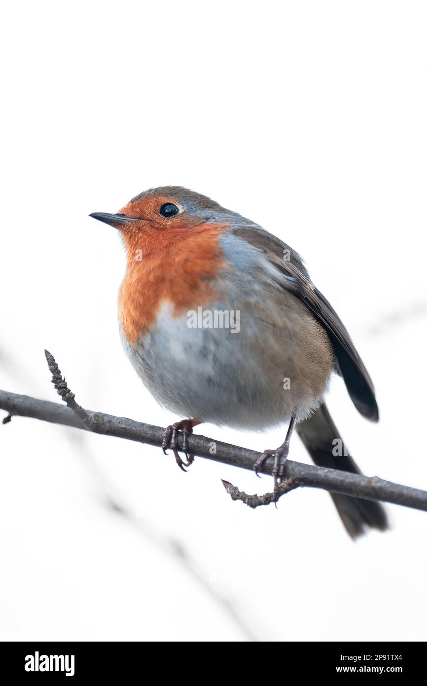 Un cliché vertical d'un petit robin au sommet d'une branche d'arbre dans une forêt d'hiver, entouré d'arbres sans feuilles Banque D'Images