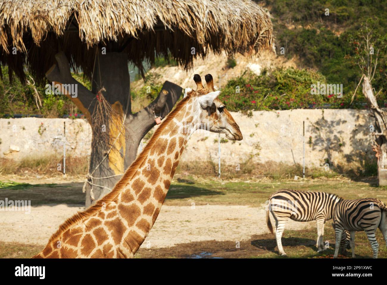 Beau mignon Girafe au zoo de près. Les animaux sauvages en plein air dans l'habitat naturel Banque D'Images