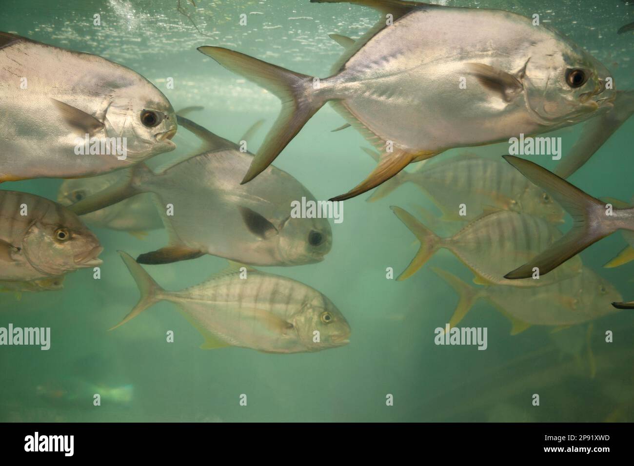 Groupe des Carangidés des poissons dans un aquarium de près. La vie sous-marine de la mer de Chine du sud menacées au Vietnam Banque D'Images