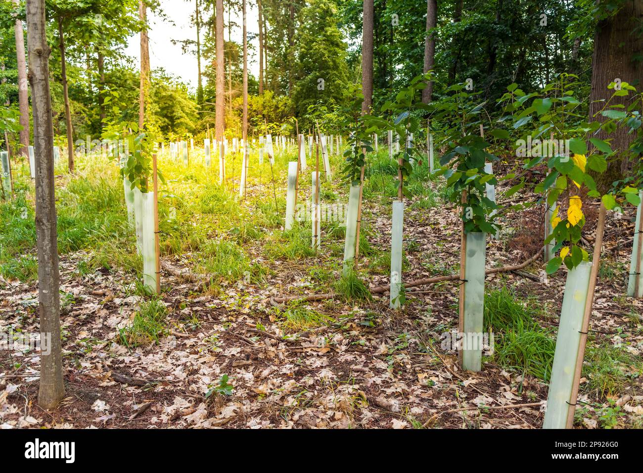 Pépinière d'arbres forestiers - semis de conifères et de feuillus en croissance Banque D'Images