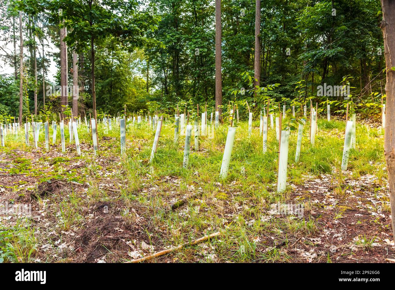 Pépinière d'arbres forestiers - semis de conifères et de feuillus en croissance Banque D'Images