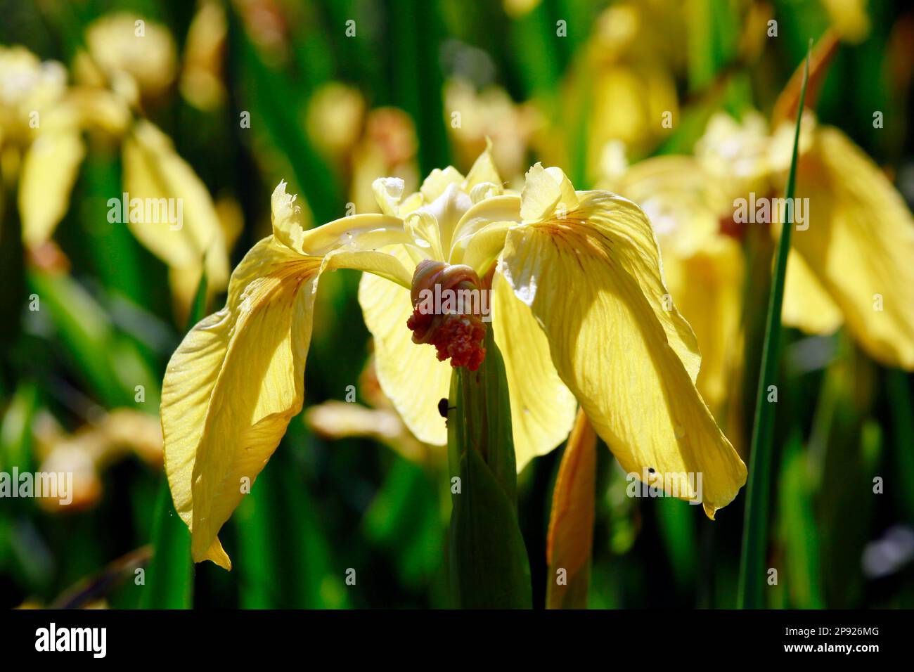 Drapeau jaune (Iris pseudacorus), iris marsh Banque D'Images