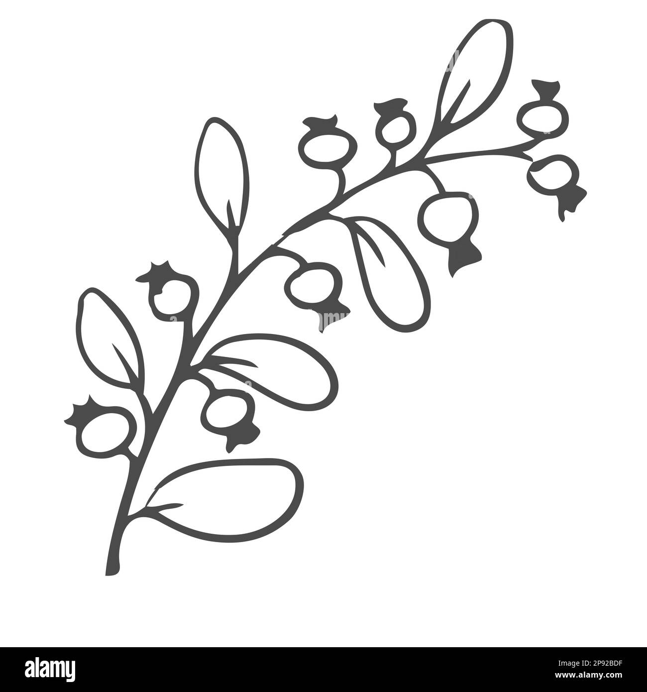 Doodle feuilles dessinées à la main, feuillage, jolie plante esthétique élégante isolée sur fond blanc. Bordure, élément de conception, dessin esquissé. Illustration vectorielle Illustration de Vecteur