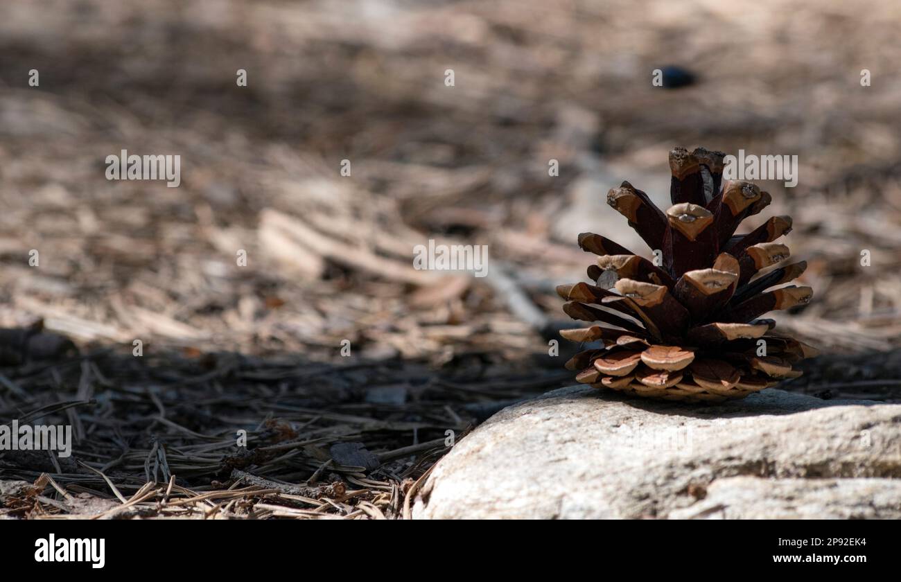 Cône de conifère sur un chemin dans les bois Banque D'Images