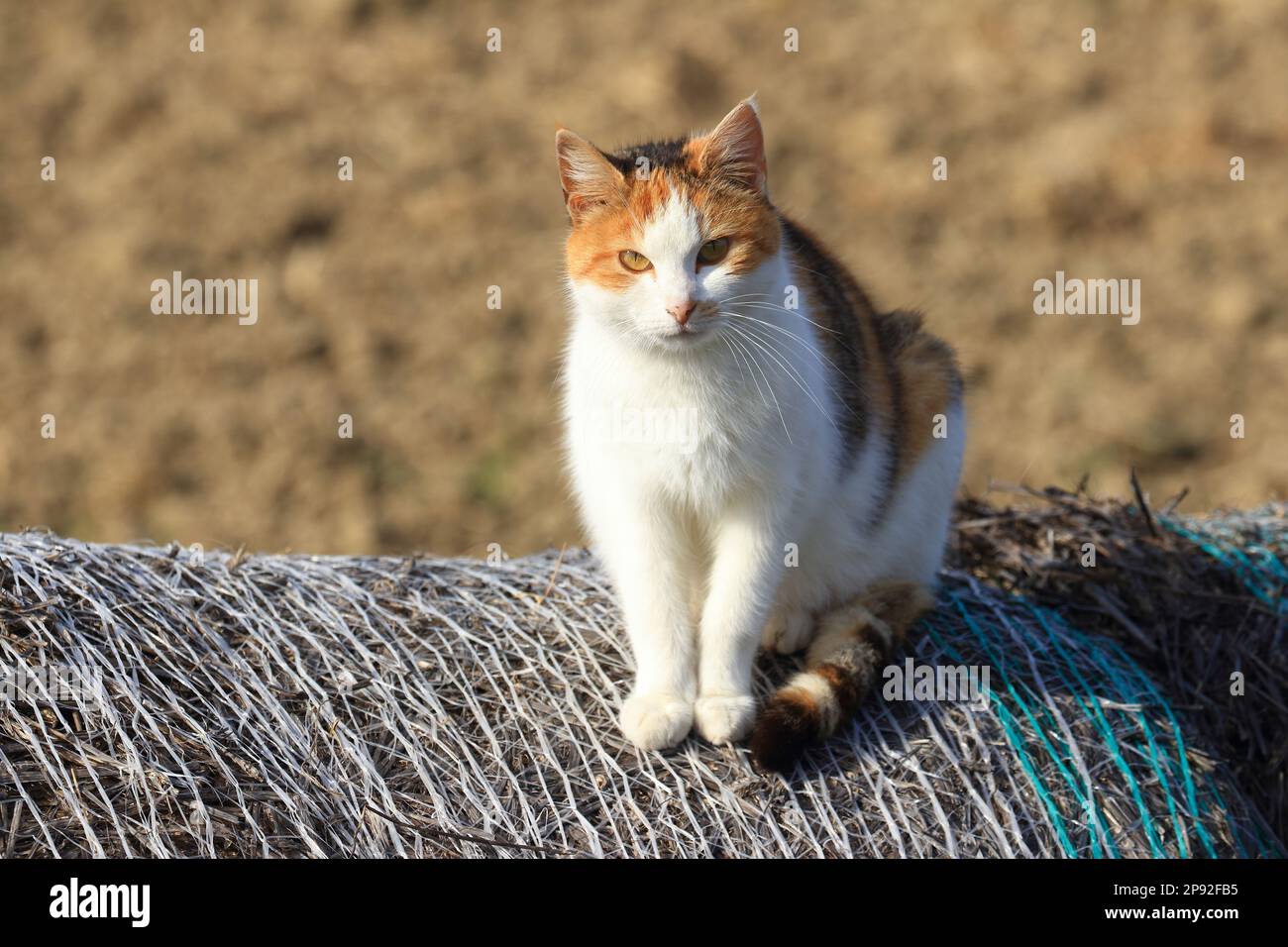Joli chat coloré regardant l'appareil photo Banque D'Images