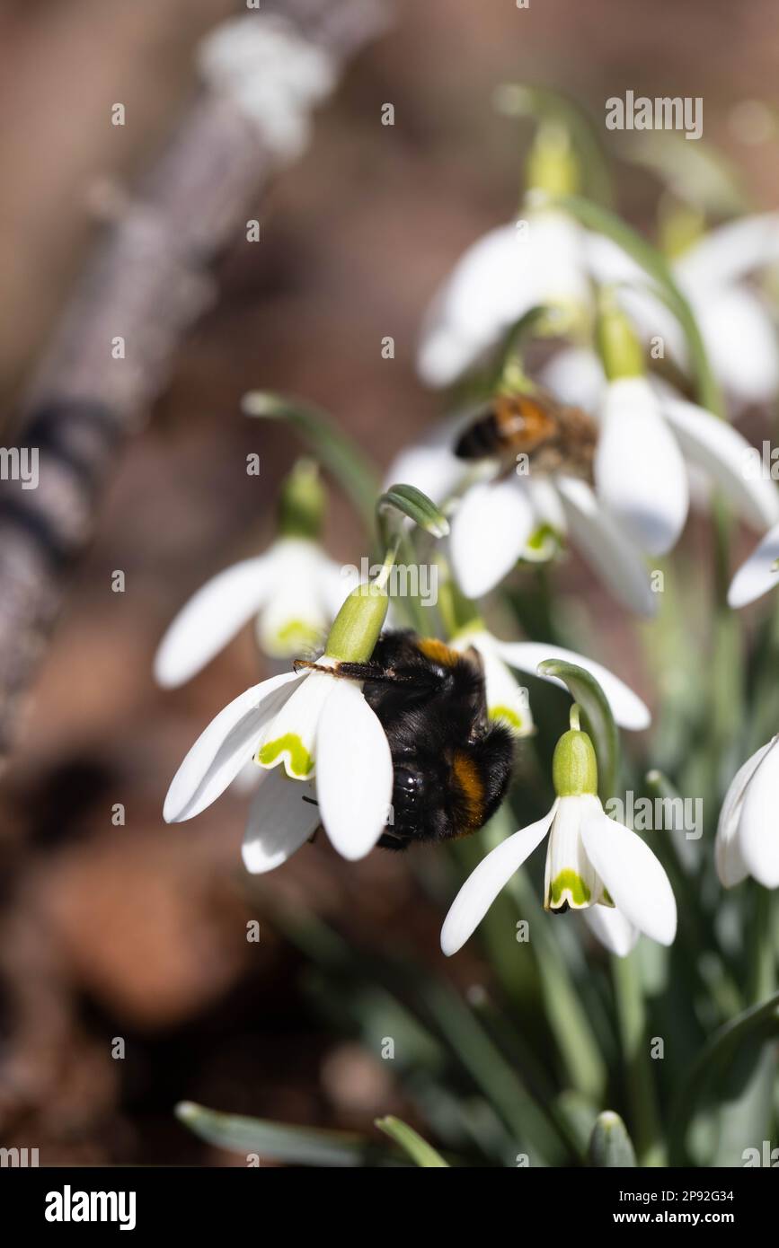 Bourdon à queue de poule se nourrissant de la goutte d'eau Banque D'Images