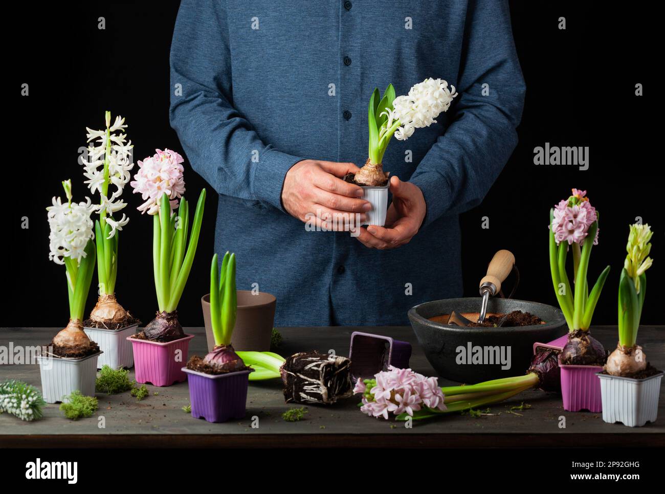 homme jardinier plantant des fleurs d'hiver ou de printemps jacinthe sur fond noir Banque D'Images