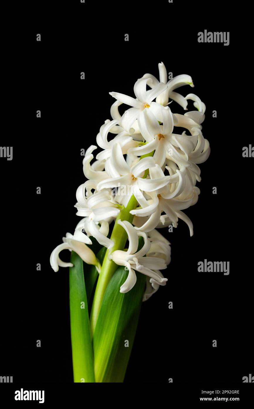 jacinthe blanche traditionnelle de noël d'hiver ou fleur de printemps sur fond noir Banque D'Images