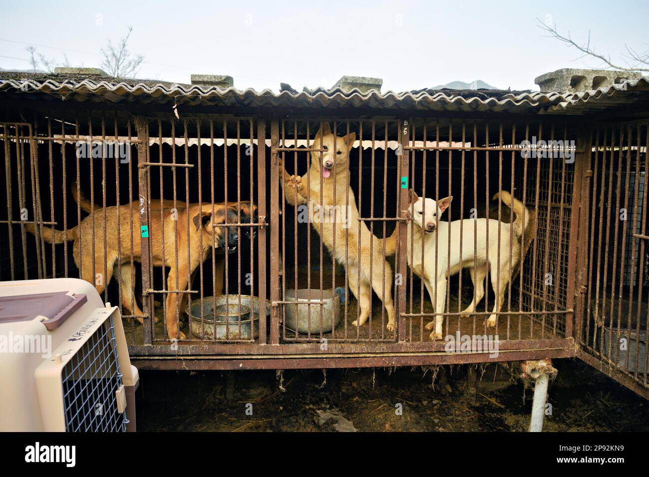 Asan, Corée du Sud. 08th mars 2023. Les chiens sont présentés enfermés dans des cages dans une ferme de viande de chien à Asan, en Corée du Sud, mardi, 7 mars 2023. La ferme est en train de se fermer alors que le commerce de la viande de chien continue de diminuer en raison de l'évolution des attitudes sociales et des préoccupations de santé. Photo de Thomas Maresca/UPI crédit: UPI/Alay Live News Banque D'Images