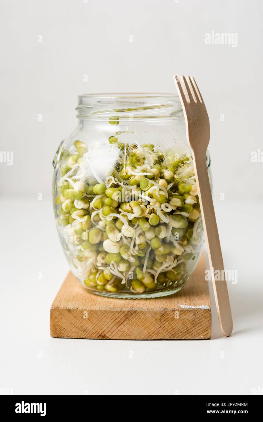 Pousses de haricots de mung frais dans un pot. Banque D'Images