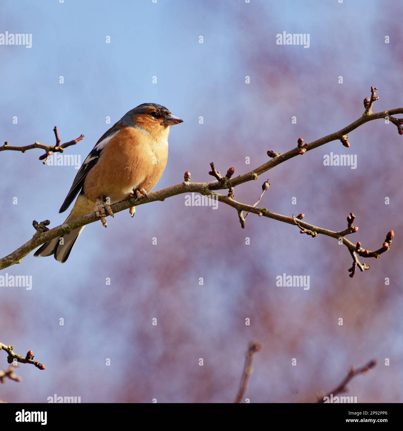 Chaffinch mâle (Fringilla coelebs) perché sur la branche Banque D'Images