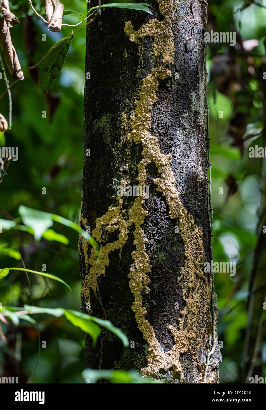 Tunnel de boue utilisé par les termites sur un tronc d'arbre dans la forêt tropicale. Thaïlande. Banque D'Images