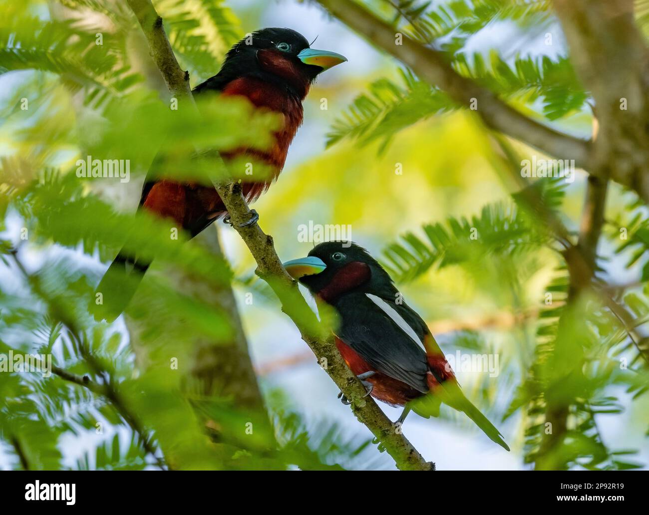 Une paire de Broadbill noir et rouge (Cymbirhynchus macrorhynchos) perchée sur un arbre. Thaïlande. Banque D'Images