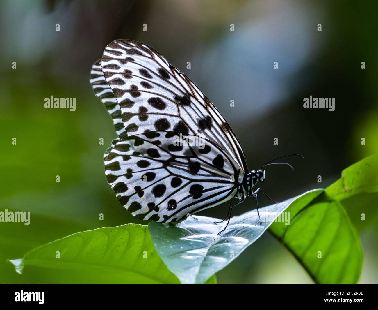 Un papillon Nymph noir et blanc (IDEA sp.) sur une feuille verte. Thaïlande. Banque D'Images
