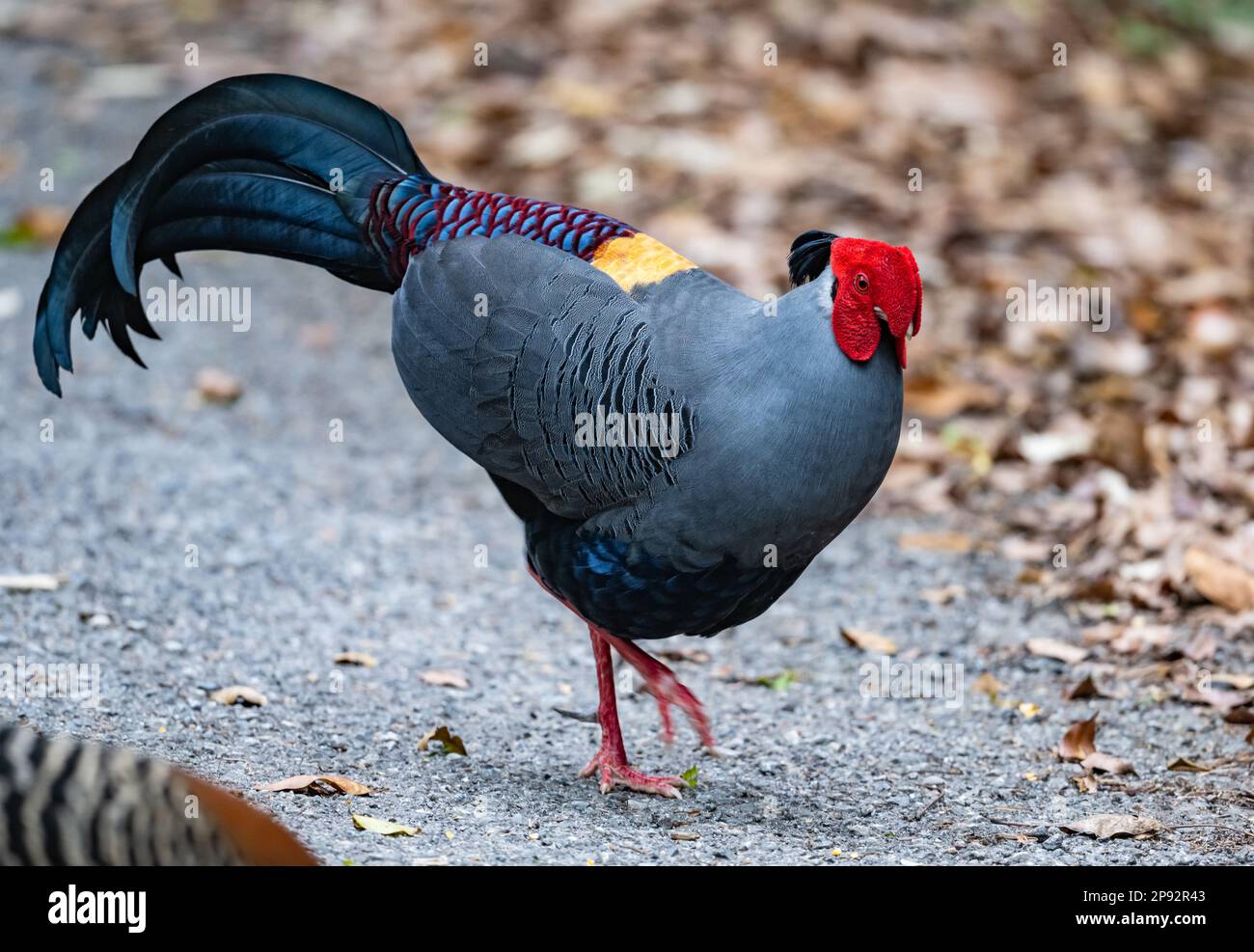 Un mâle Siamois Fireback Pheasant (Lophura diardi) fourrageant sur le sol. Thaïlande. Banque D'Images