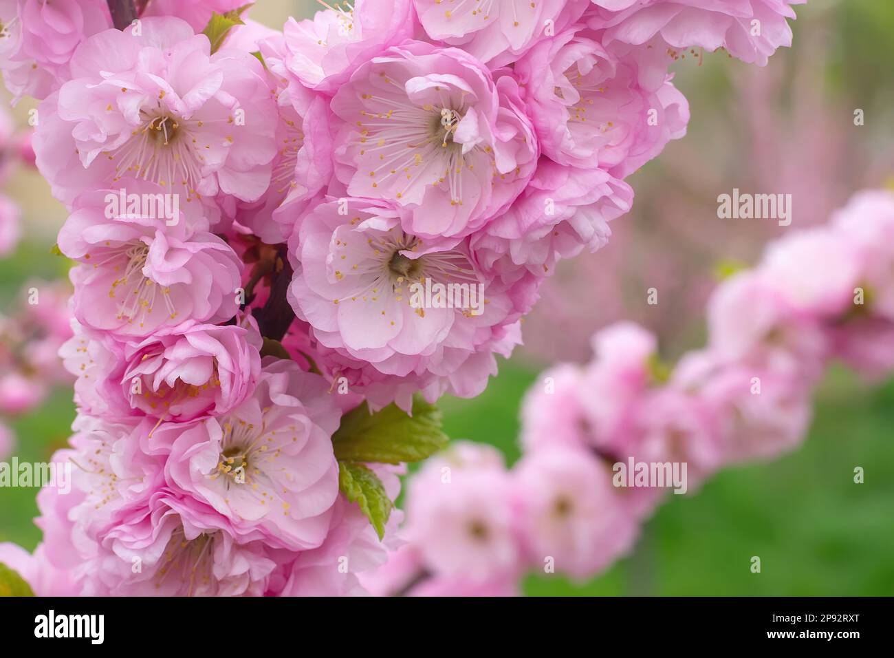 Sakura, branche de cerisiers en fleurs roses dans le jardin. Printemps, nature, fond floral, papier peint, toile de fond. Banque D'Images