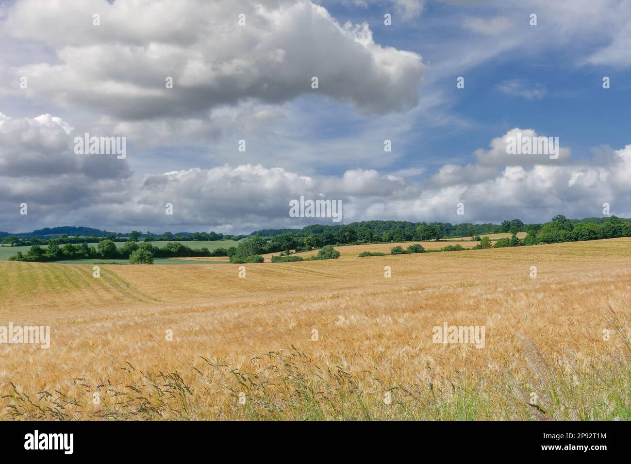 Paysage dans Holstein Suisse,Schleswig-Holstein,Allemagne Banque D'Images