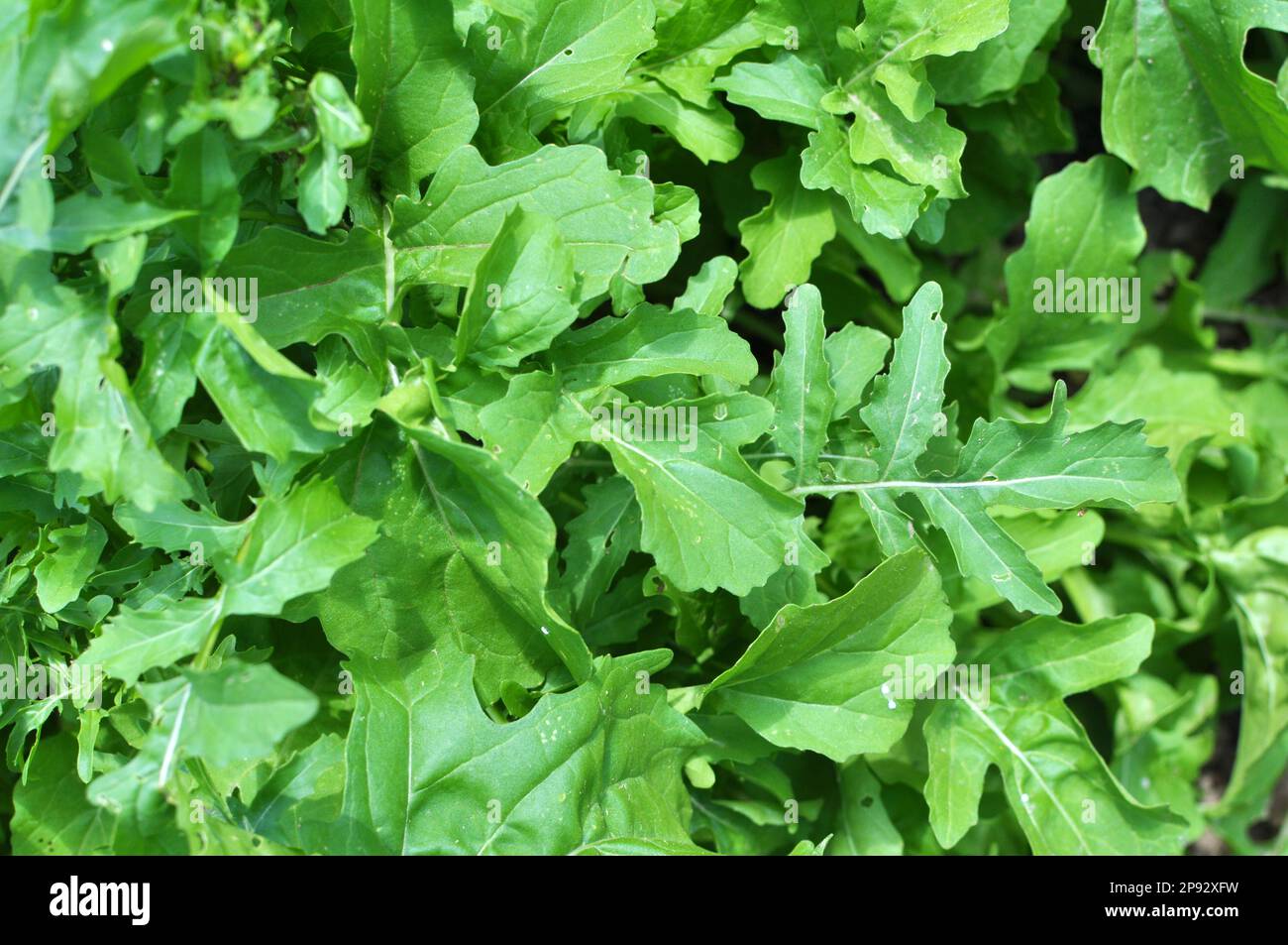 La plante épicée d'arugula (Eruca sativa) fleurit dans le jardin Banque D'Images