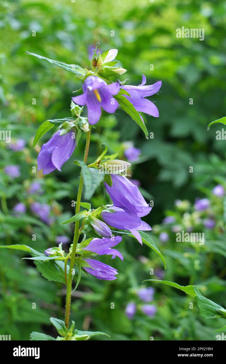 Dans la nature, les cloches (Campanula bononiensis) fleurissent parmi les graminées Banque D'Images