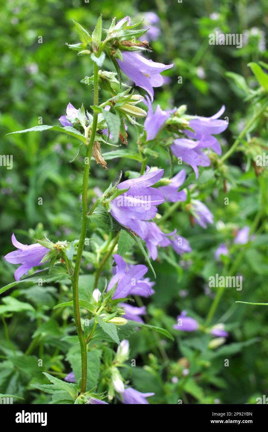 Dans la nature, les cloches (Campanula bononiensis) fleurissent parmi les graminées Banque D'Images