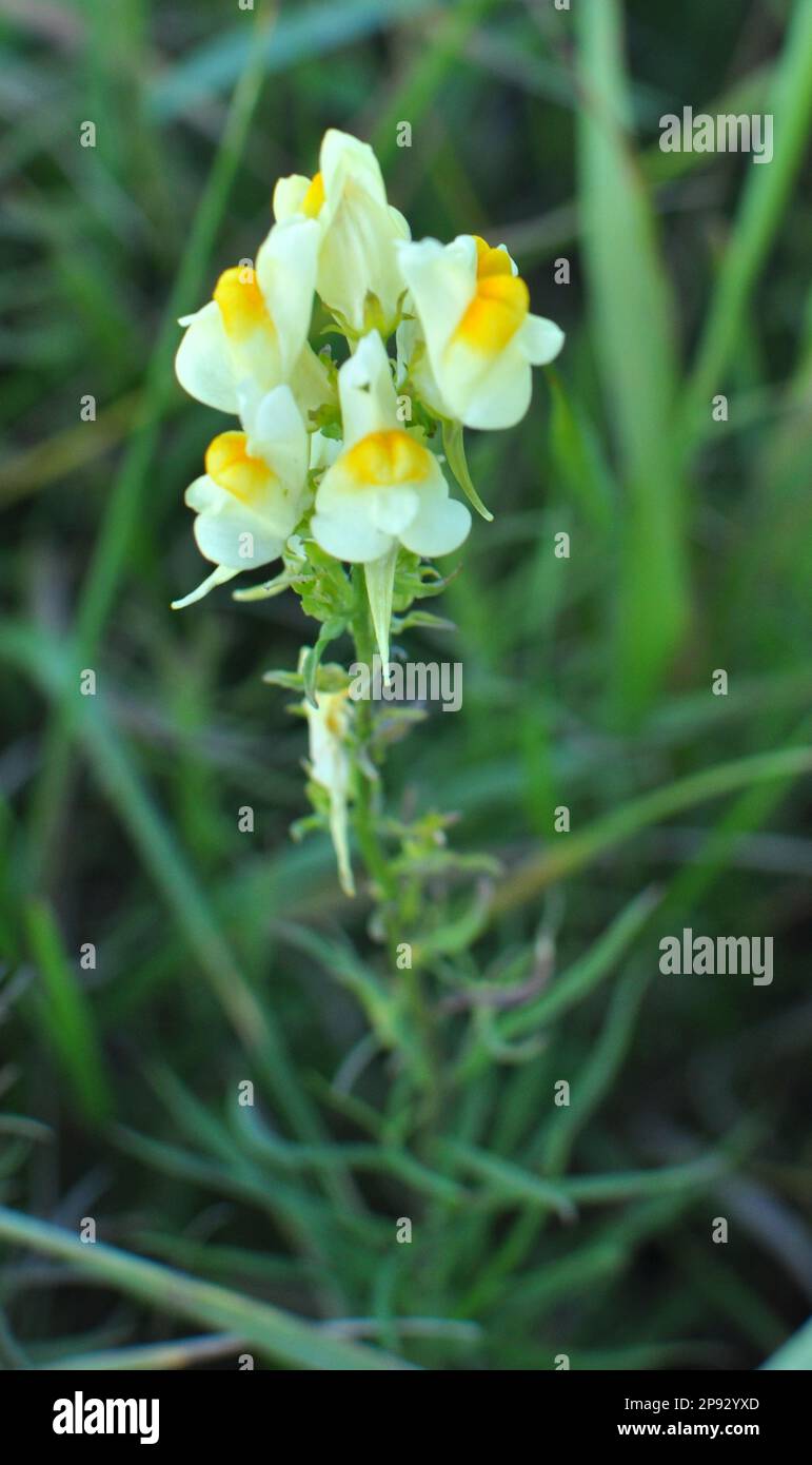 Linaria vulgaris fleurit dans la nature parmi les herbes Banque D'Images