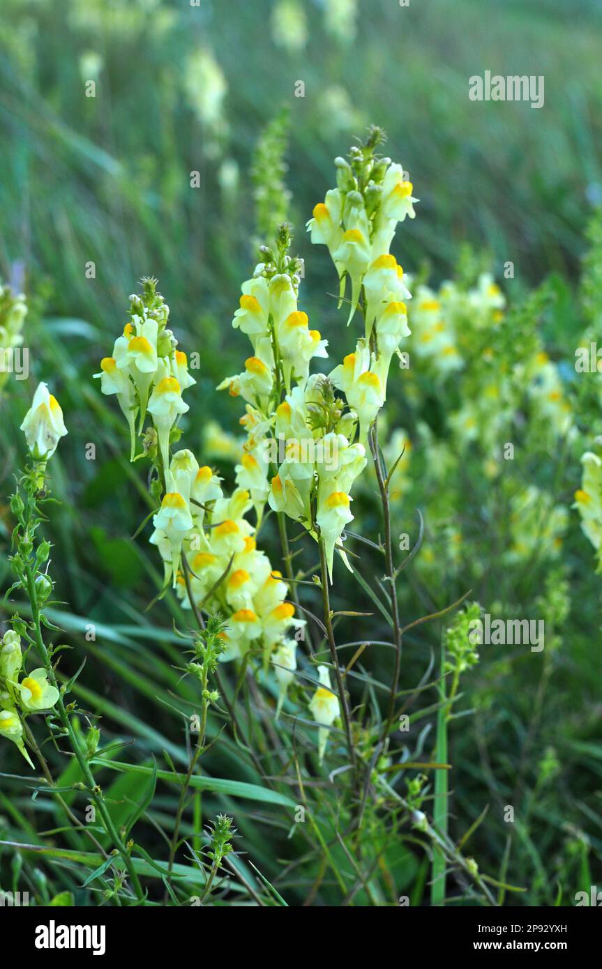 Linaria vulgaris fleurit dans la nature parmi les herbes Banque D'Images