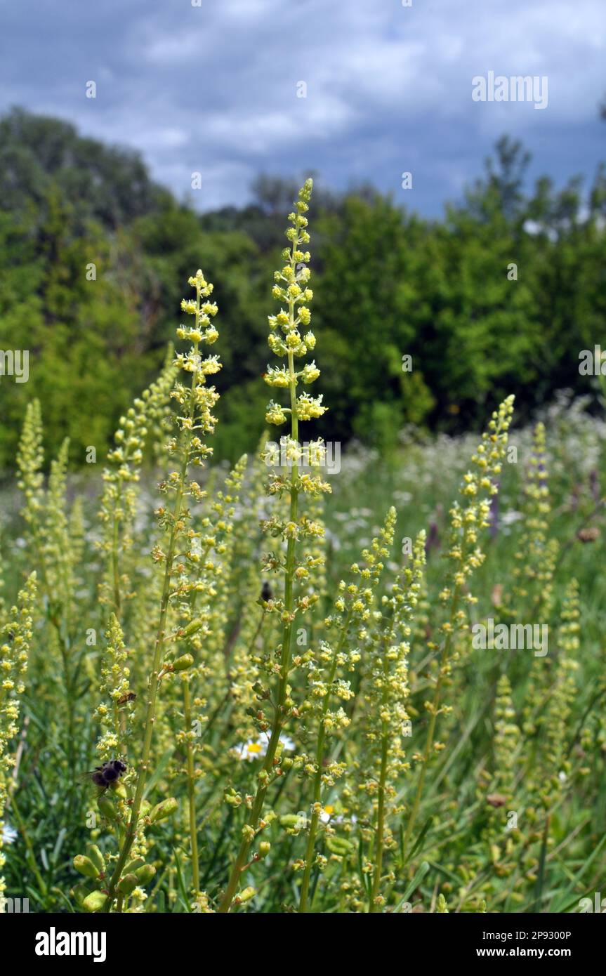 Reseda lutea pousse comme une mauvaise herbe dans le champ Banque D'Images