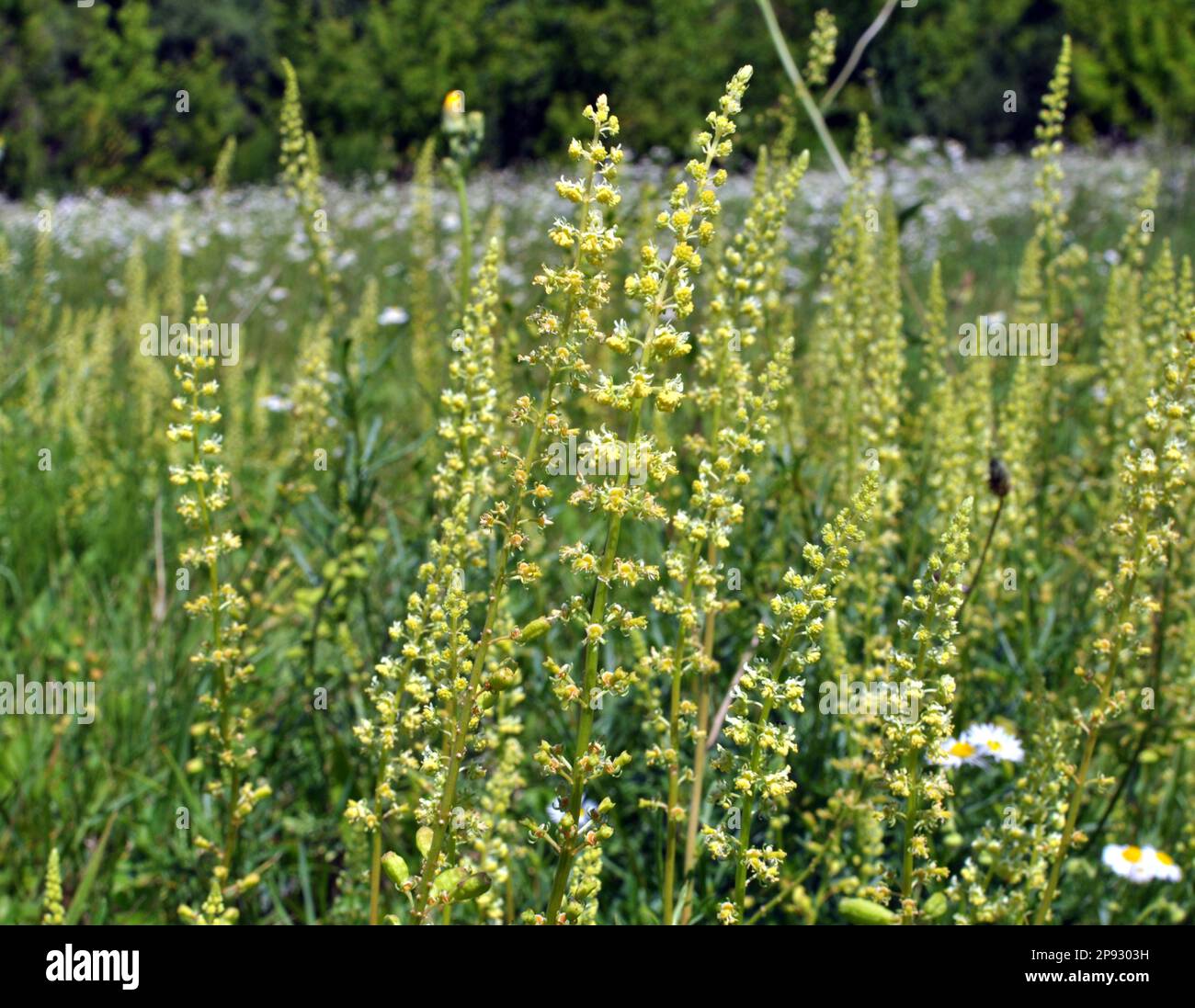 Reseda lutea pousse comme une mauvaise herbe dans le champ Banque D'Images