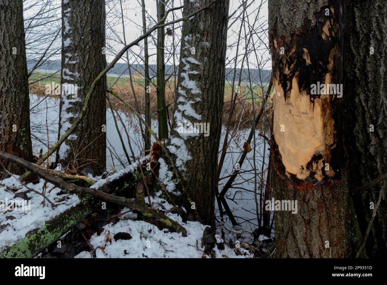 Grand arbre fraîchement grignoté par un castor à côté d'une rivière Banque D'Images