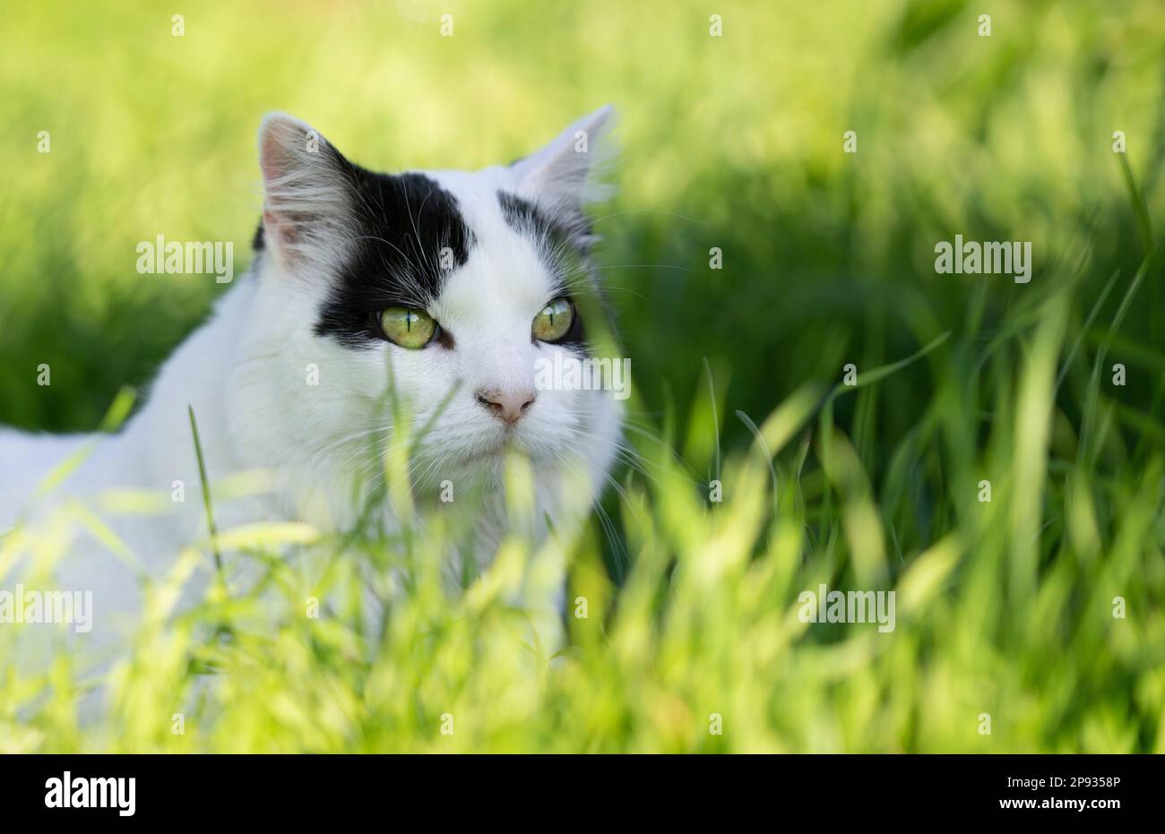 chat long blanc noir à l'extérieur sur la prowl debout dans l'herbe haute regardant devant Banque D'Images