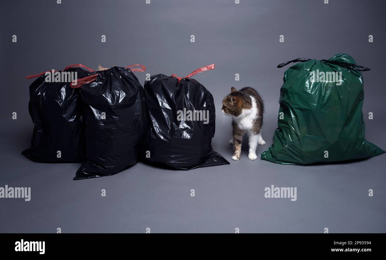 entre les sacs à déchets contenant les déchets résiduels et les déchets organiques. image de concept pour la pollution avec la litière de chat Banque D'Images