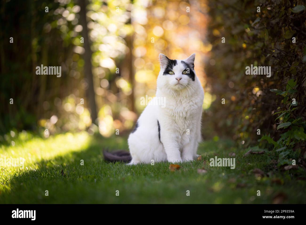 chat blanc noir assis sur la pelouse dans un jardin ensoleillé en plein air regardant la caméra Banque D'Images