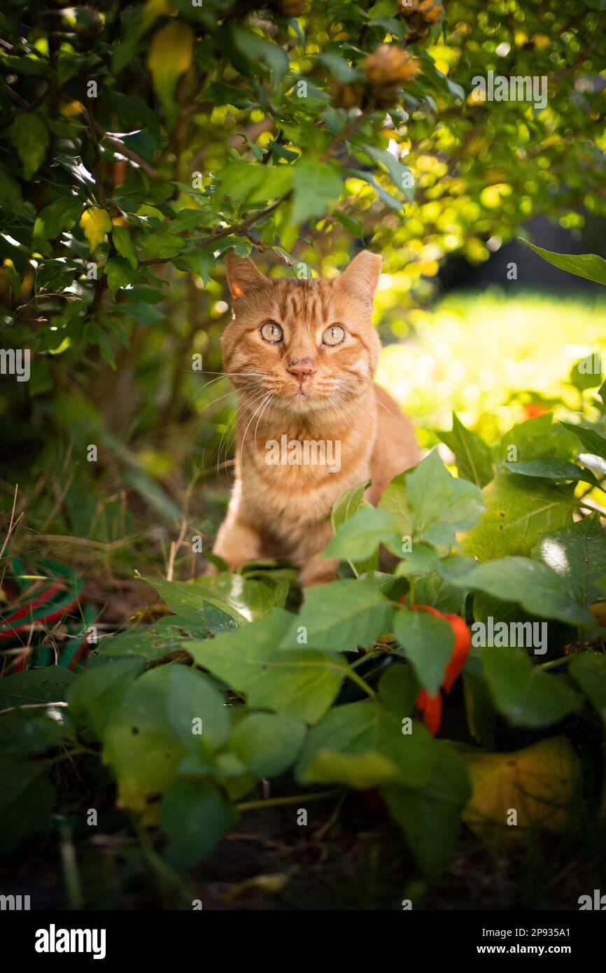 curieux chat de gingembre à l'extérieur sous un bush lors d'une journée ensoleillée d'été regardant l'appareil photo curieusement Banque D'Images