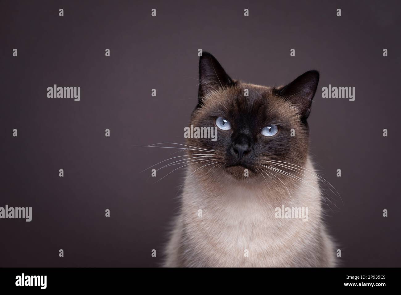 magnifique chat siamois avec des yeux bleus regardant l'appareil photo. portrait de studio sur fond marron foncé avec espace de copie Banque D'Images