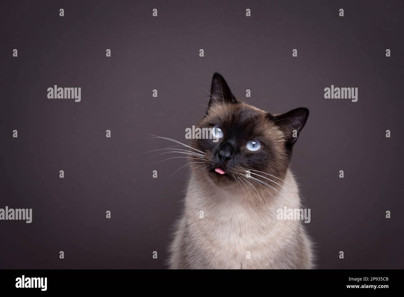 joli chat siamois qui colle la petite langue. portrait sur fond marron avec espace de copie Banque D'Images