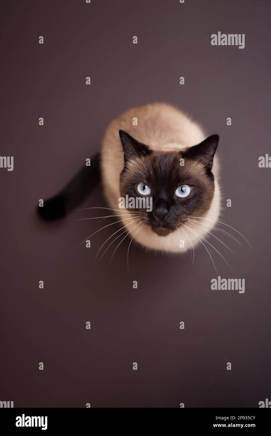 vue en grand angle d'un chat siamois assis sur un arrière-plan marron, en regardant vers le haut de l'appareil photo avec un espace de copie en haut et en bas Banque D'Images