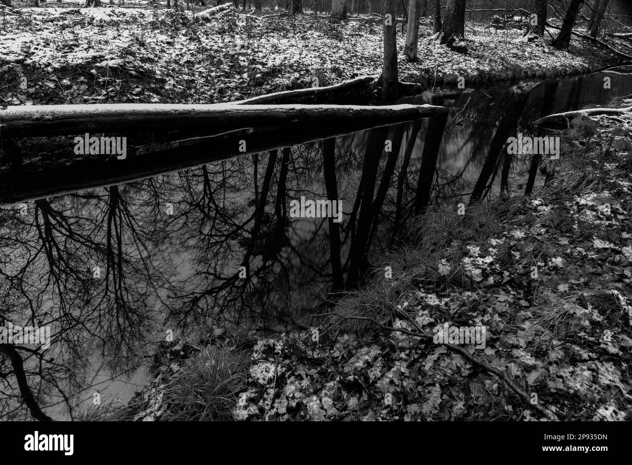 Petite rivière étroite en hiver dans une forêt, paysage d'hiver, grand tronc d'arbre allongé dans l'eau sur la rive, noir et blanc Banque D'Images