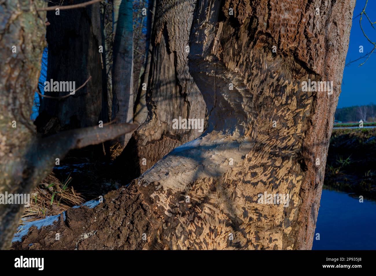 Grand arbre rongé par un castor en hiver Banque D'Images