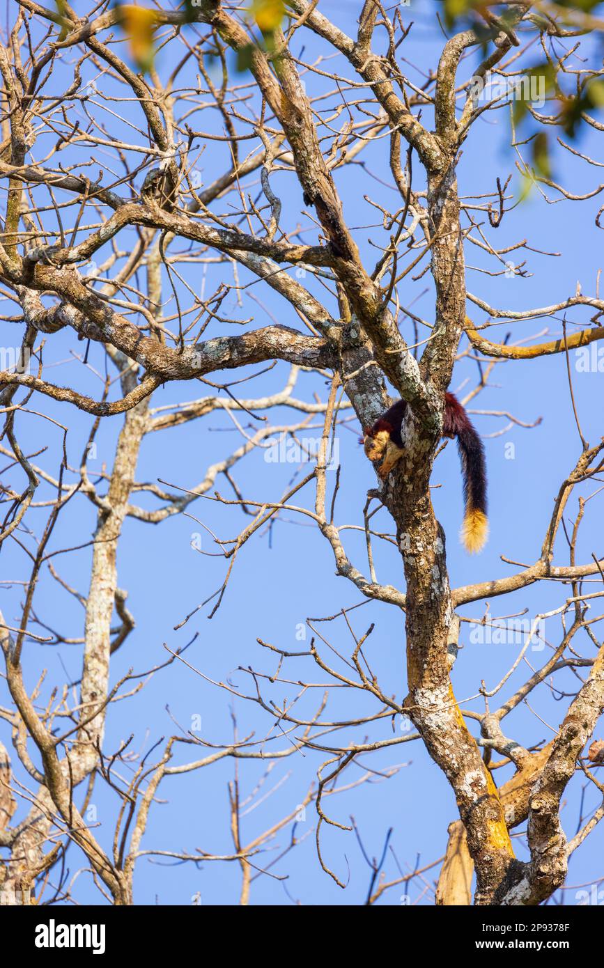 Un écureuil géant Malabar mangeant des fruits sur un arbre dans le parc national de Nagarhole (Inde) Banque D'Images