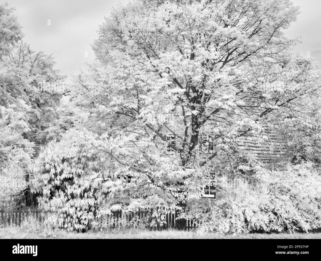 Europe, Allemagne, Hesse, Hesse Centrale, Marburger Land, Chêne anglais ancien au Forsthaus Bracht Banque D'Images